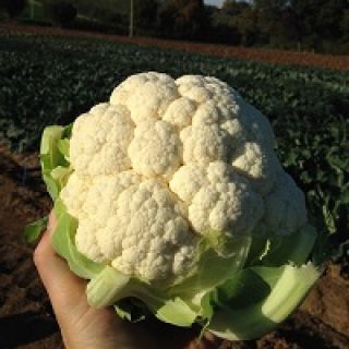 Compra COLIFLOR OVINDOLI (2.500 Semillas) en la tienda online Fito Agrícola