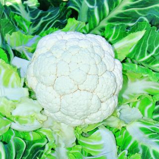 Compra COLIFLOR TIPTON F1 (5.000 Semillas) en la tienda online Fito Agrícola
