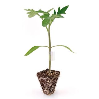 Compra TOMATE VITALFORT F1 Pildorada (10.000 Semillas). en la tienda online Fito Agrícola