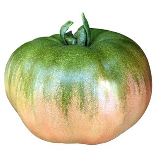 Compra TOMATE ROZABELLA (1.000 Semillas) en la tienda online Fito Agrícola