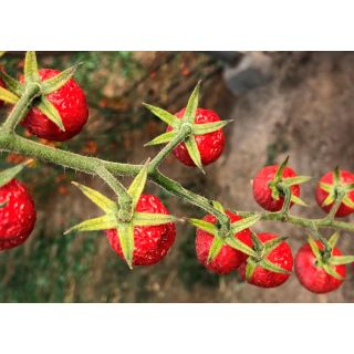 Compra TOMATE ZARAZA F1 (1.000 Semillas) en la tienda online Fito Agrícola