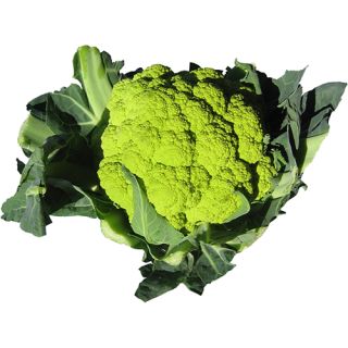Compra COLIFLOR VERDE F1 (1.000 Semillas) en la tienda online Fito Agrícola