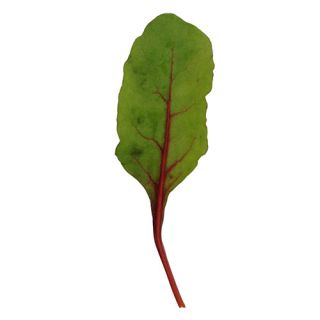 Compra ACELGA RHUBARB CHARD (3210) BABY LEAF (50.000 Semillas) en la tienda online Fito Agrícola
