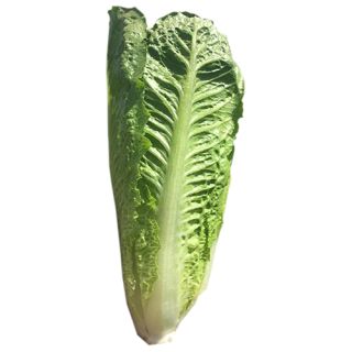 Compra LECHUGA SAVANNA Pildorada (10.000 Semillas) en la tienda online Fito Agrícola