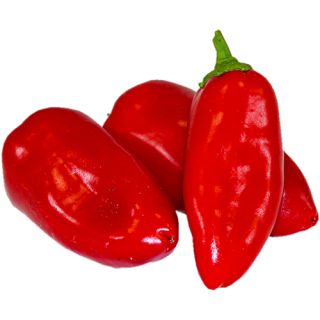 Compra PIMIENTO ASHDODNA F1 (1.000 Semillas). en la tienda online Fito Agrícola