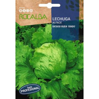Compra LECHUGA BATAVIA RUBIA "GRADO" Pildorada (1000 Semillas). en la tienda online Fito Agrícola