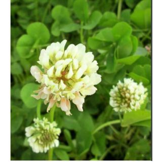 Compra TRÉBOL BLANCO ENANO HUIA Inoculado y Pildorado (25 Kgr.). en la tienda online Fito Agrícola