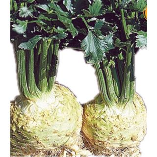 Compra APIO RÁBANO MONARCH Pildorado Pregerminado Sin Tratar (1.000 Semillas) en la tienda online Fito Agrícola