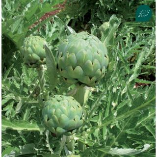 Compra ALCACHOFA IMPERIAL STAR ECOLÓGICA (1.000 Semillas) en la tienda online Fito Agrícola