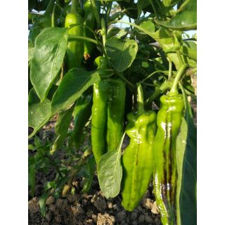 Compra PIMIENTO ESTILO F1 BIO (1000 Semillas). en la tienda online Fito Agrícola