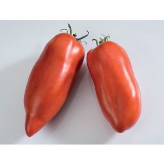 Compra TOMATE ANDINE CORNUE (1000 Semillas). en la tienda online Fito Agrícola