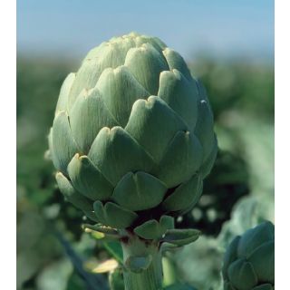 Compra ALCACHOFA GREEN QUEEN F1 EPS150 en la tienda online Fito Agrícola