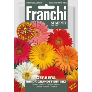 Compra GERBERA DE FLOR GRANDE MULTICOLOR F1 (1 gr.). en la tienda online Fito Agrícola