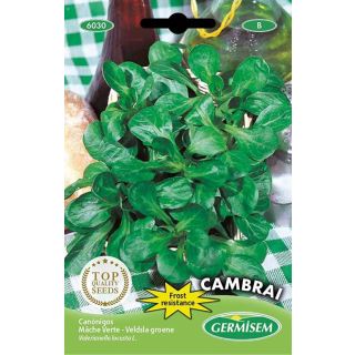 Compra CANÓNIGO VERDE DE CAMBRAI (6 gr.). en la tienda online Fito Agrícola