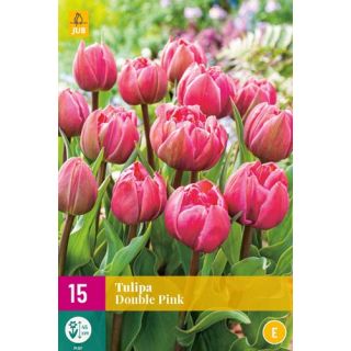 Compra TULIPÁN DOUBLE PINK XXL en la tienda online Fito Agrícola