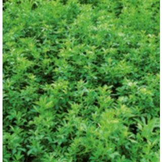 Compra ALFALFA ARAGÓN Inoculada (25 Kgr.) en la tienda online Fito Agrícola