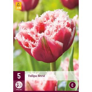 Compra TULIPÁN BREST en la tienda online Fito Agrícola