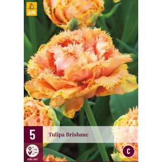 Compra TULIPÁN BRISBANE en la tienda online Fito Agrícola