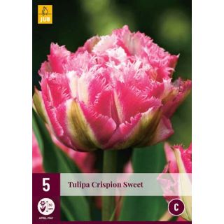 Compra TULIPÁN CRISPION SWEET en la tienda online Fito Agrícola