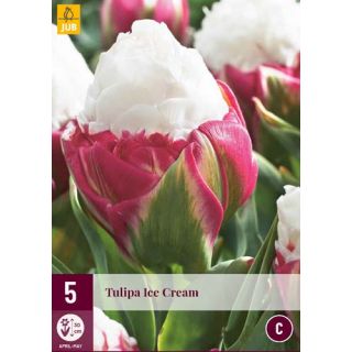 Compra TULIPÁN ICE CREAM en la tienda online Fito Agrícola