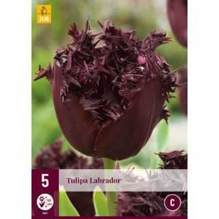 Compra TULIPÁN LABRADOR en la tienda online Fito Agrícola