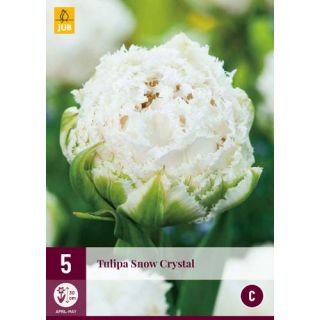 Compra TULIPÁN SNOW CRYSTAL en la tienda online Fito Agrícola