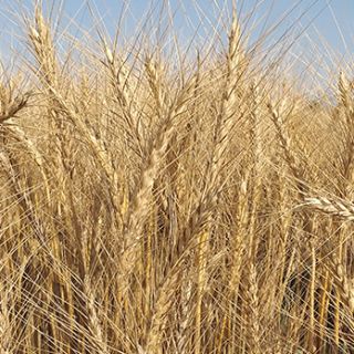 Compra ESPELTA ECOLÓGICA (500 gr.). en la tienda online Fito Agrícola