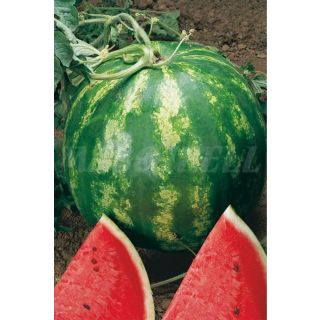 Compra SANDÍA OLINDA F1 (0,06 gr.) en la tienda online Fito Agrícola