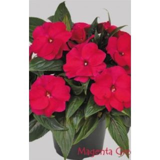 Compra IMPATIENS DE NUEVA GUINEA MAGENTA (84 Plantas). en la tienda online Fito Agrícola