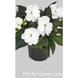 Compra IMPATIENS DE NUEVA GUINEA WHITE (84 Plantas). en la tienda online Fito Agrícola