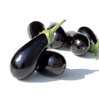 Compra BERENJENA SHAKIRA F1 Pregerminada (250 Semillas). en la tienda online Fito Agrícola