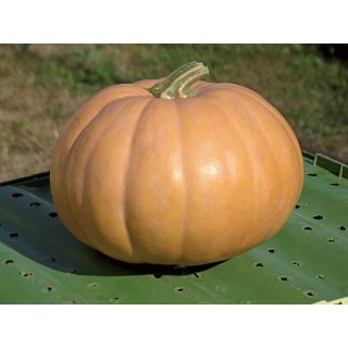 Compra CALABAZA REGALE F1 (1000 Semillas). en la tienda online Fito Agrícola