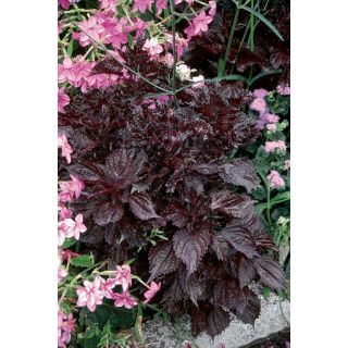 Compra SHISO AKITA Sin Tratar (50 gr.). en la tienda online Fito Agrícola