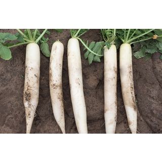 Compra RABANITO MERLÍN F1 (1000 Semillas). en la tienda online Fito Agrícola