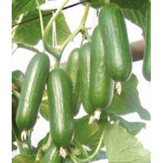 Compra PEPINO PICOLINO F1 Sin Tratar (500 Semillas). en la tienda online Fito Agrícola