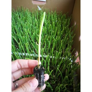 Compra CEBOLLA COMETA BLANCA F-1 EPS726 en la tienda online Fito Agrícola