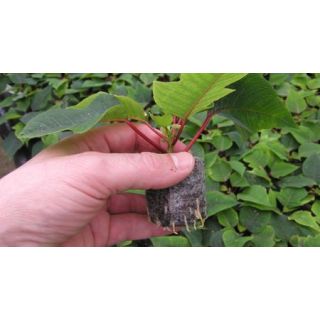 Compra JIFFY 7C de Ø 27 mm. (1 Unid.). en la tienda online Fito Agrícola