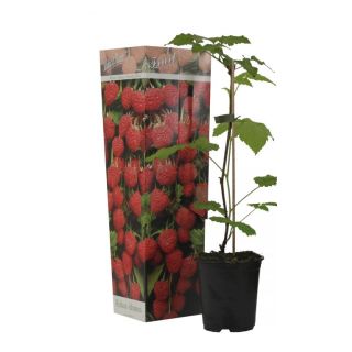 Compra FRAMBUESO ROJO (1 Unid.) en la tienda online Fito Agrícola