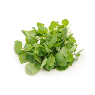 Compra BERRO DE JARDÍN DE HOJA GRANDE BABY LEAF (1 Kgr.) en la tienda online Fito Agrícola