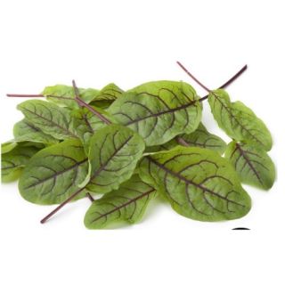 Compra ACEDERA ROJA BABY LEAF (50 gr.). en la tienda online Fito Agrícola
