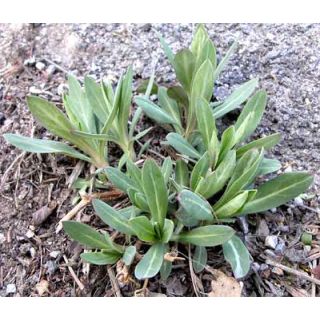 Compra COLLEJAS BABY LEAF (50 gr.). en la tienda online Fito Agrícola