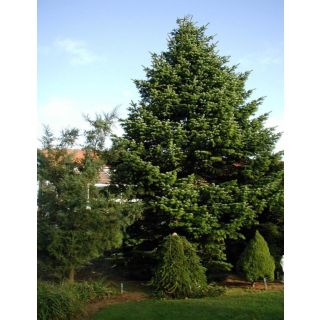 Compra ABETO DEL CÁUCASO (100 gr.) en la tienda online Fito Agrícola