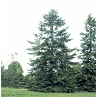 Compra ABETO DE VANCOUVER U.S.A IDAHO (100 gr.) en la tienda online Fito Agrícola