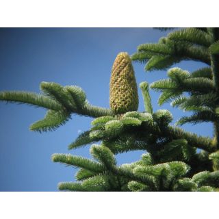 Compra ABETO NOBLE (100 gr.) en la tienda online Fito Agrícola