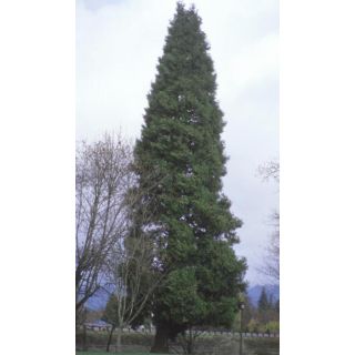 Compra CEDRO BLANCO DE CALIFORNIA (100 gr.). en la tienda online Fito Agrícola