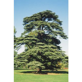 Compra CEDRO DEL LÍBANO (100 gr.). en la tienda online Fito Agrícola