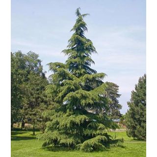 Compra CEDRO DEL HIMALAYA (100 gr.). en la tienda online Fito Agrícola