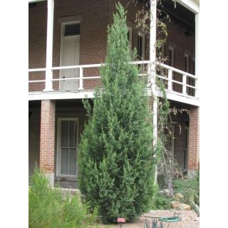 Compra CIPRÉS DE ARIZONA (100 gr.). en la tienda online Fito Agrícola