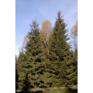 Compra ABETO ROJO (100 gr.) en la tienda online Fito Agrícola