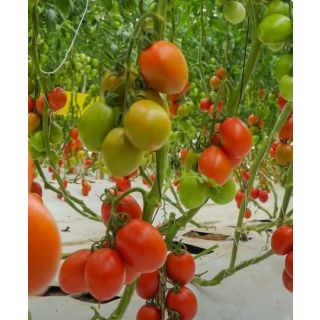 Compra TOMATE NUN 3155 TO F1 Precisión Sin Tratar (1000 Semillas). en la tienda online Fito Agrícola